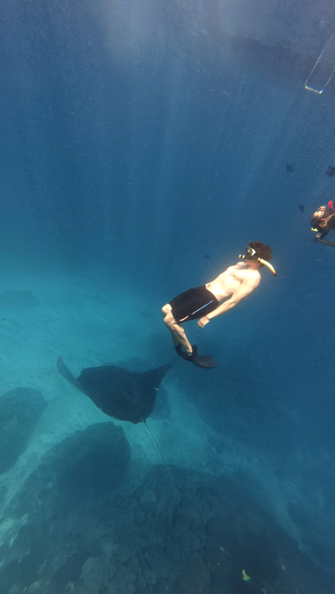 Freediver observing a manta ray from a respectful distance in Nusa Penida
