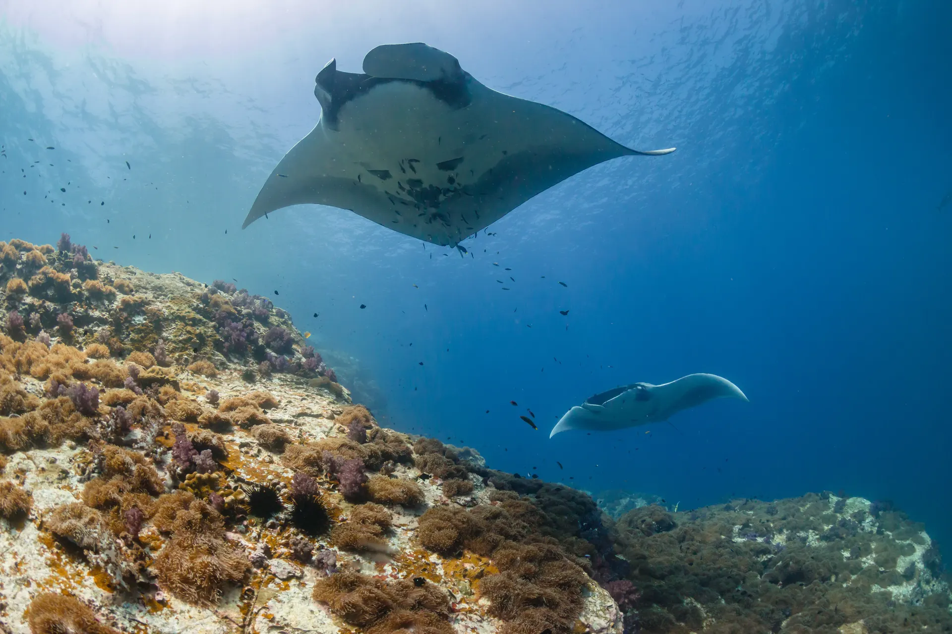 Two reef manta rays gliding over the coral reef at Manta Point, Nusa Penida