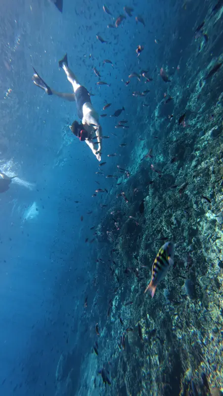 Snorkeler above a coral wall full of reef fish at Gamat Bay