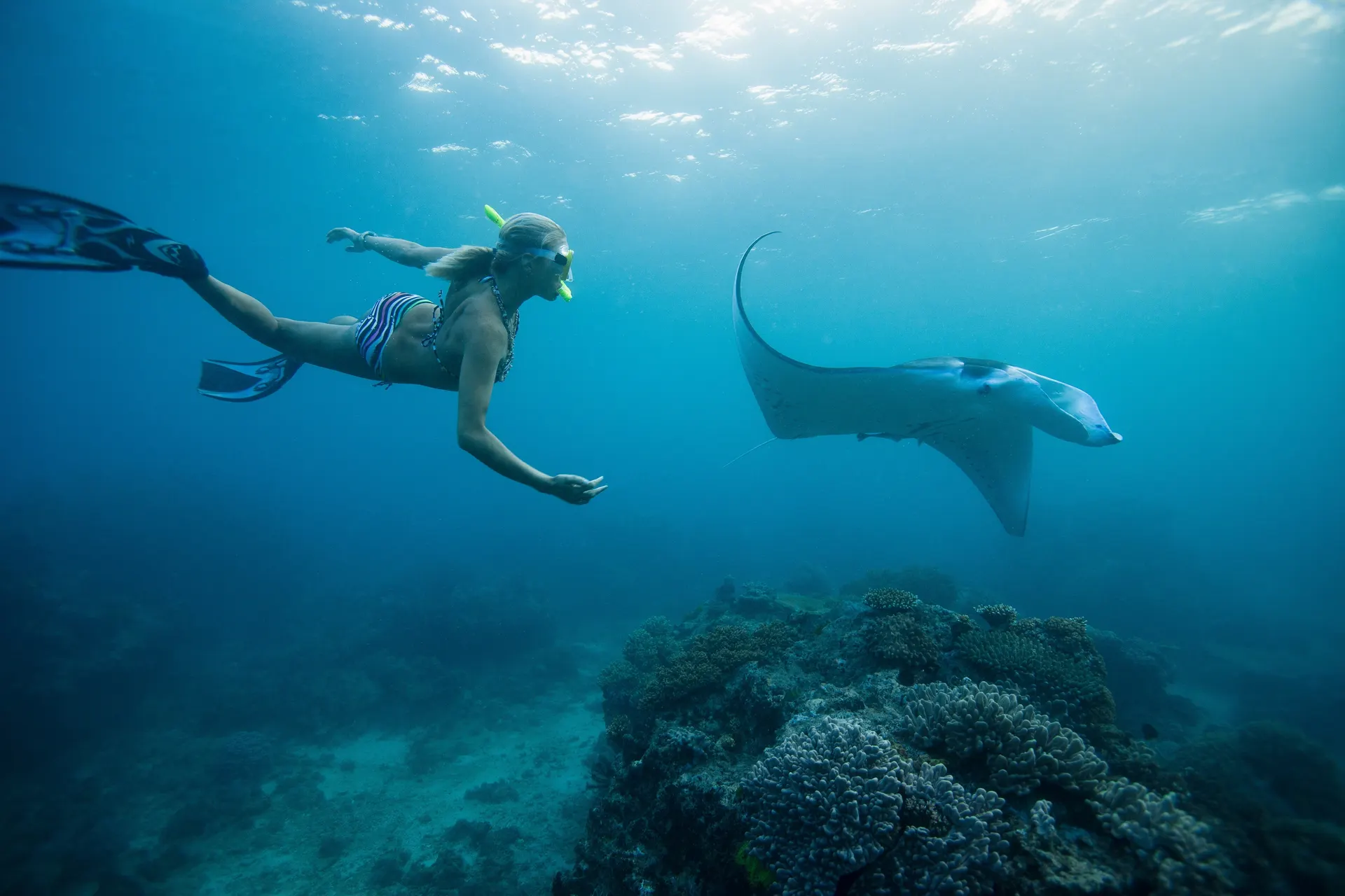 Snorkeler swimming next to a manta ray at Manta Point, Nusa Penida